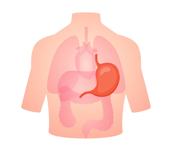 anatomía humana órgano estómago esófago fondo muscularis duodeno aislado fondo plano estilo vector diseño - Vector, Imagen