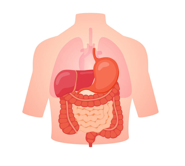 biología digestiva anatomía órgano intestino delgado intestino grueso hígado estómago posición en el cuerpo transparente corazón blanco aislado fondo plano estilo vector diseño - Vector, imagen
