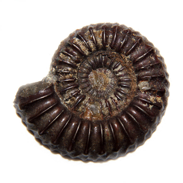 ammonite isolé sur fond blanc - Photo, image