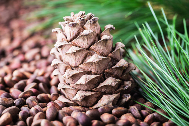 Cedar pine cone with pine nuts close-up with copyspace. Vegetarian vegan vegetable protein, vitamin, supplement, healthy food. - Photo, Image