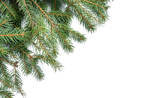 branches of a coniferous tree on a white background. isolated object. - Foto, Imagem