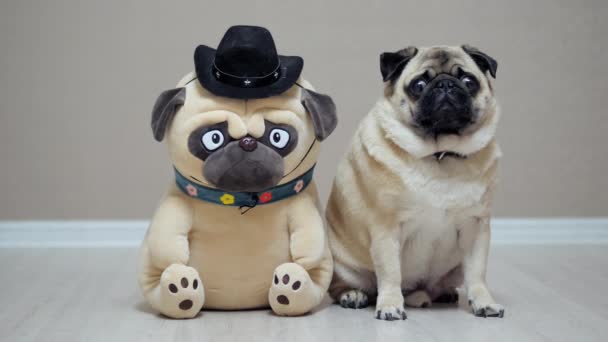 Забавный пес-мопс, сидящий с другом-игрушечным мопсом, одетым в ковбойскую шляпу, как шериф - Кадры, видео