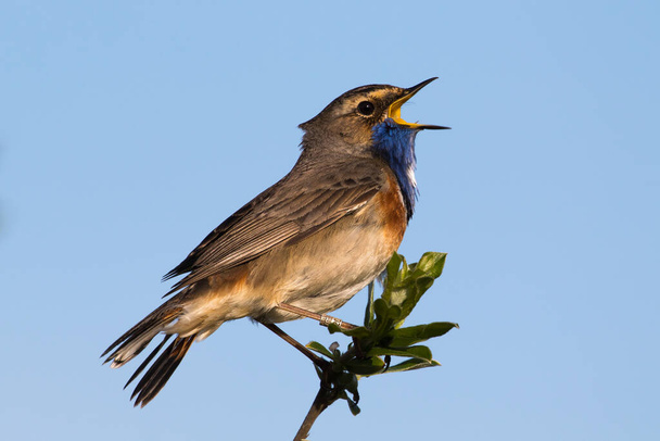 Cantando macho garganta azul disparado en frente del cielo abierto - Foto, Imagen