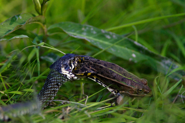 Травяная змея ест зеленую лягушку, Копаки рит, Хорватия - Фото, изображение