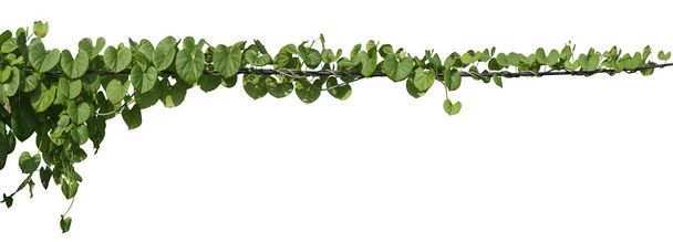 vine plant jungle, climbing isolated on white background. Clipping path - Photo, Image