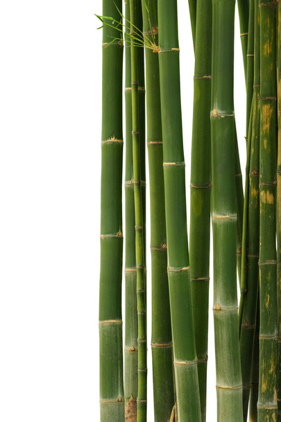 Bambú aislado sobre fondo blanco. Ruta de recorte - Foto, Imagen