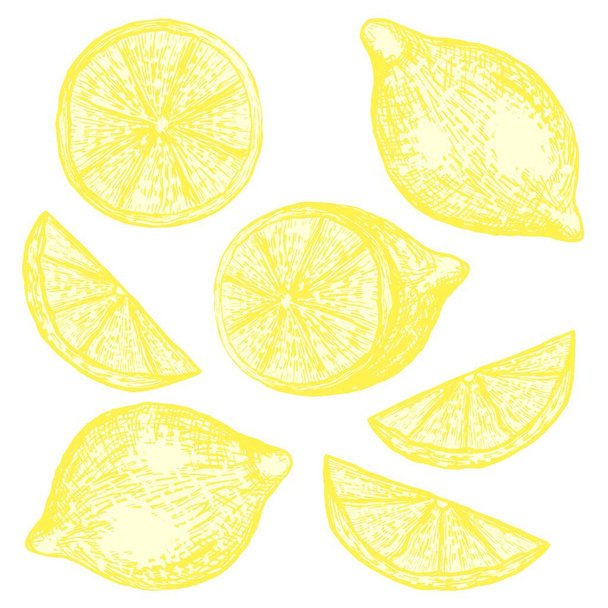 Lemon tree branch. Line art, sketch, engraving, line art. Isolated vector illustration. - Vector, Image