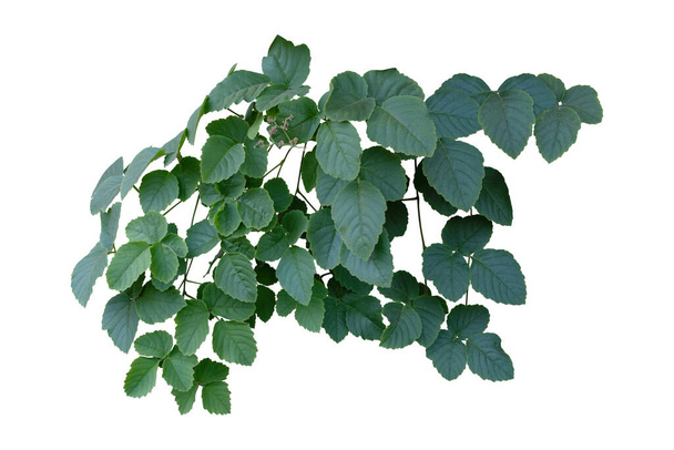 つる植物は熱帯の葉、白い背景に隔離されたブッシュの葉の木はクリッピングパスを持っています - 写真・画像