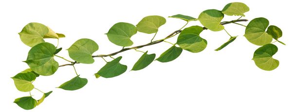 Hojas de vid trópico, árbol follaje arbusto aislado sobre fondo blanco tienen camino de recorte - Foto, imagen