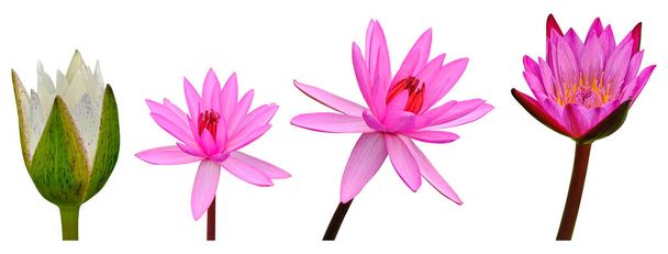 Joukko Lotus kukka eristetty valkoisella pohjalla. Leikkaus polku - Valokuva, kuva