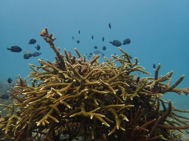 De 5-jarige koraaltransplantatie bij de koraalkwekerij voor de instandhouding van de zee - Foto, afbeelding