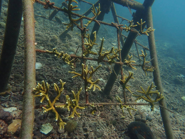La edad de 5 años de trasplante de coral en vivero de coral para la conservación marina - Foto, imagen