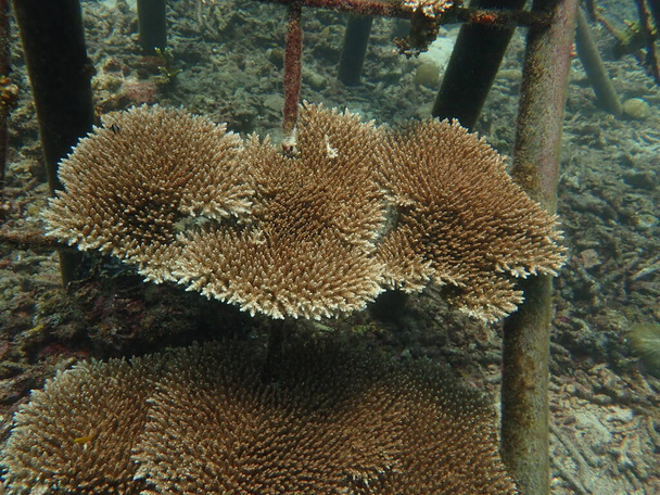 The 5-years old of coral transplant at coral nursery for marine conservation - Photo, Image