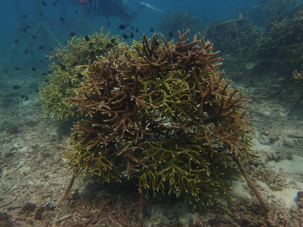 La edad de 5 años de trasplante de coral en vivero de coral para la conservación marina - Foto, imagen