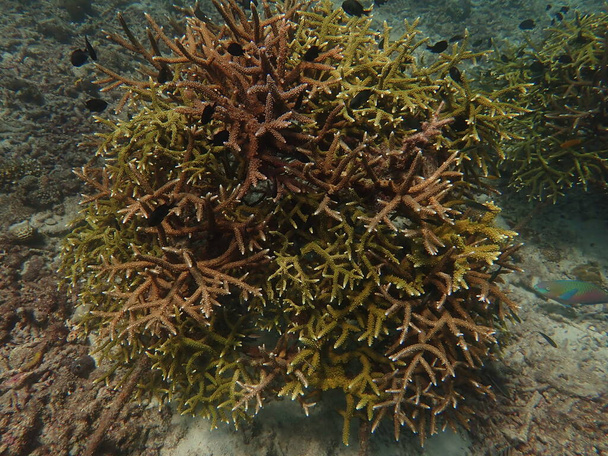 Pětiletá korálová transplantace v korálové školce pro ochranu moří - Fotografie, Obrázek