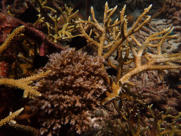 5-летний возраст трансплантации кораллов в коралловом питомнике для сохранения морской среды - Фото, изображение