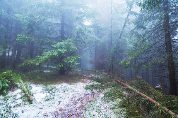 Карпатський ліс вкритий туманом у горах. - Фото, зображення