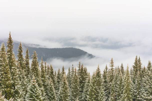 A floresta dos Cárpatos está coberta de nevoeiro nas montanhas - Foto, Imagem