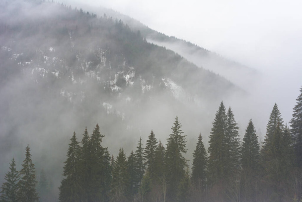 A Kárpátok erdejét köd borítja a hegyekben. - Fotó, kép