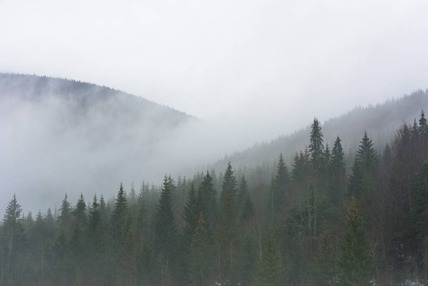 Το δάσος των Καρπαθίων καλύπτεται από ομίχλη στα βουνά. - Φωτογραφία, εικόνα
