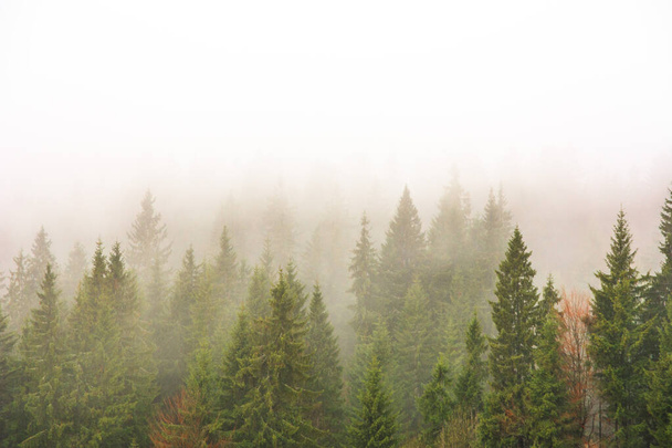 The Carpathian forest is covered with fog in the mountains - Photo, Image