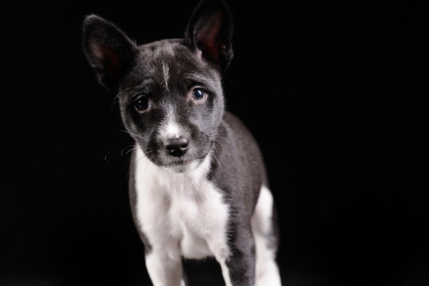 Basenji dog puppy isolated over black background - Zdjęcie, obraz