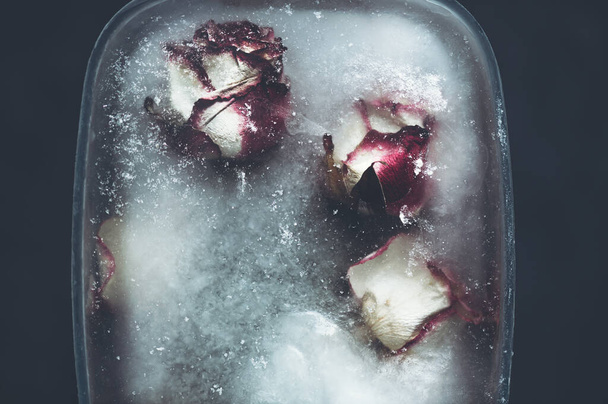 Zamrożone róże w lodzie - Zdjęcie, obraz