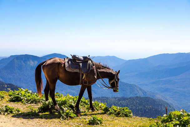 Hevonen satula laiduntaa vuorilla aurinkoisena kesäpäivänä. Hevonen syö vihreää ruohoa kukkulalla kauniilla vuorilla. lähikuva - Valokuva, kuva