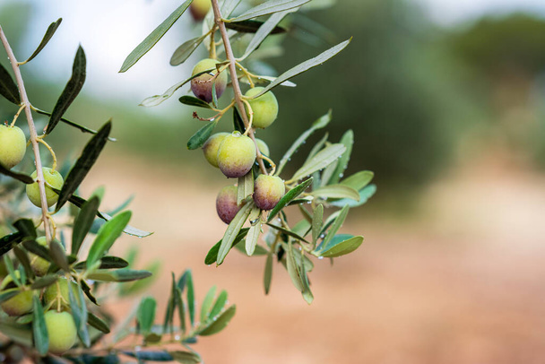 Olivová větev s olivami kapajícími na rozmazané pozadí. olivový koncept. - Fotografie, Obrázek