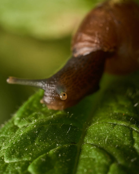 Snail walking on mint leaf - Photo, Image
