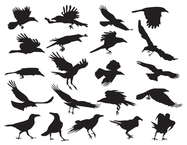Moving silhouettes of crows on a white background. Set of vector - Vector, Image