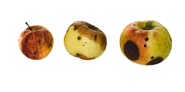 Mele marce viziate con muffa. Le mele vecchie sono naturali e dall'aspetto naturale. Isolato su sfondo bianco - Foto, immagini