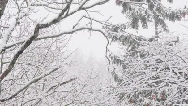 Перший сніг падає. На гілках пухнастий сніг. красивий зимовий пейзаж
. - Кадри, відео