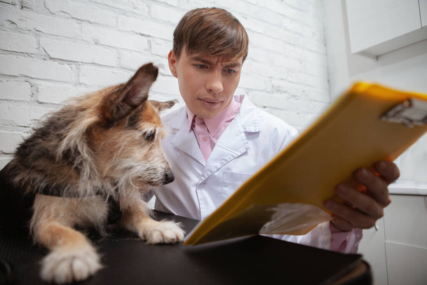 Uroczy pies rasy mieszanej patrząc na schowek lekarz weterynarii pokazuje mu - Zdjęcie, obraz