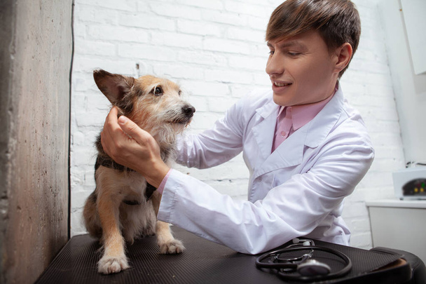 Χαριτωμένο μικτή φυλή αδέσποτο σκυλί εξετάζεται από επαγγελματία κτηνίατρο στην κλινική - Φωτογραφία, εικόνα