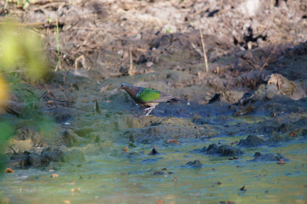 colomba smeraldo comune è alla ricerca di cibo in pozzanghere - Foto, immagini