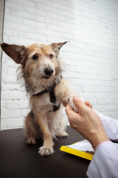 Vertical shot of a cute rescue mixed breed dog giving his paw to a doctor, sharing handshake - Foto, imagen