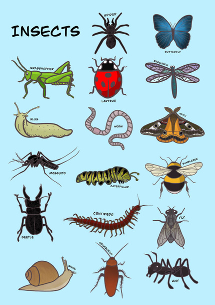 Illustration of insects. A set of cliparts. - Foto, afbeelding