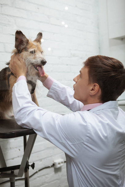 Вертикальний знімок щасливої собаки змішаної породи притулку, що показує язик ветеринара
 - Фото, зображення