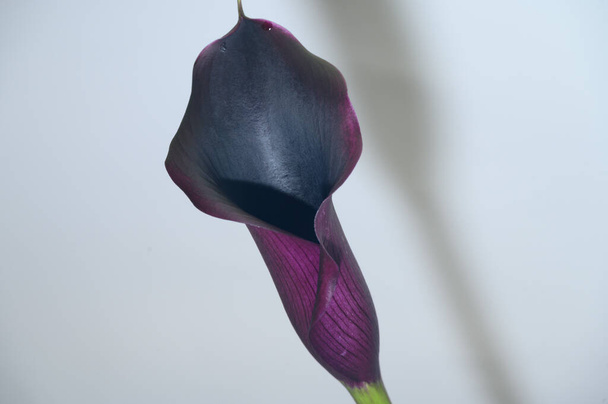 красивый цветок калла лилии на ярком фоне, летняя концепция, близкий вид   - Фото, изображение