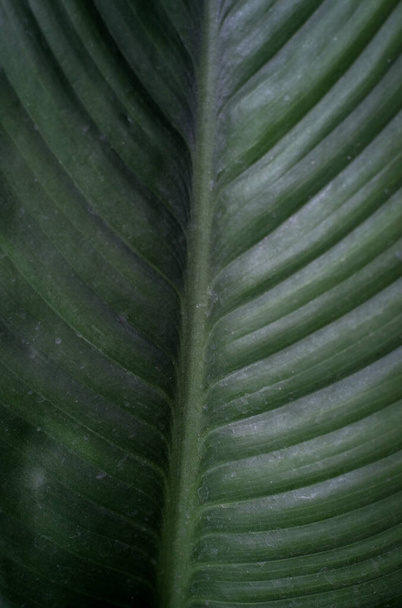 Pattern and texture of green leaves background  - Photo, Image