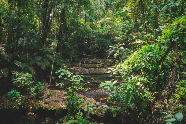 Friedlicher Fluss mit kleinen Wasserfällen im üppigen tropischen Wald in Palenque, Chiapas, Mexiko - Foto, Bild