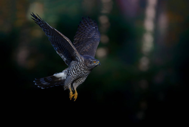 Northern goshawk (accipiter gentilis) with a black background  flying in the forest of Noord Brabant in the Netherlands with copy space - Photo, Image