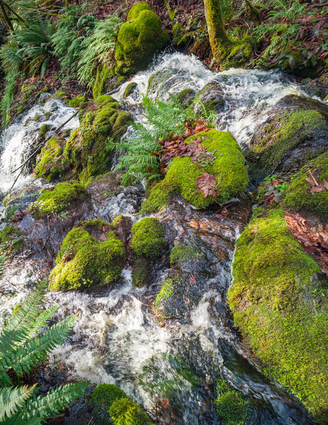 Paesaggio Far County Falls con massi felci foglie rosse verde lime muschio rami coperti in una lussureggiante foresta verde nello stato di Washington - Foto, immagini