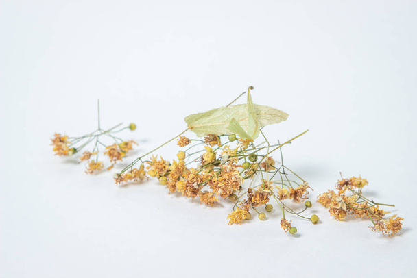 Dried linden tree on a white background. A bunch of dried linden. Healing herbs. - 写真・画像