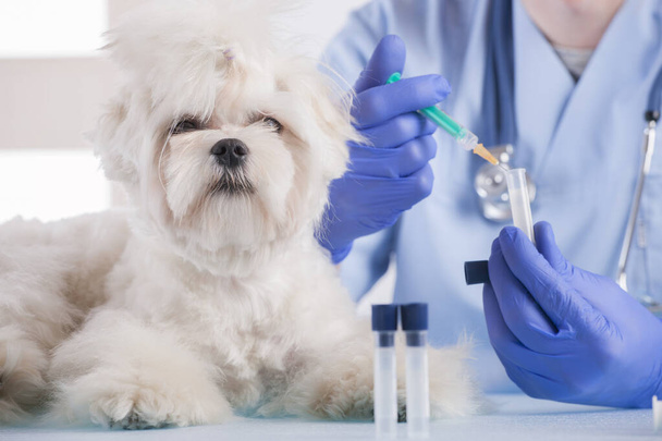 Pequeño perro maltés en la oficina del veterinario, veterinario con estetoscopio en el fondo - Foto, imagen