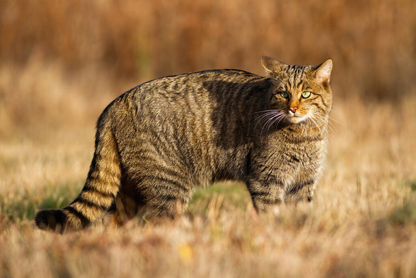秋の間に日光の下で牧草地でヨーロッパの野生の猫狩り - 写真・画像