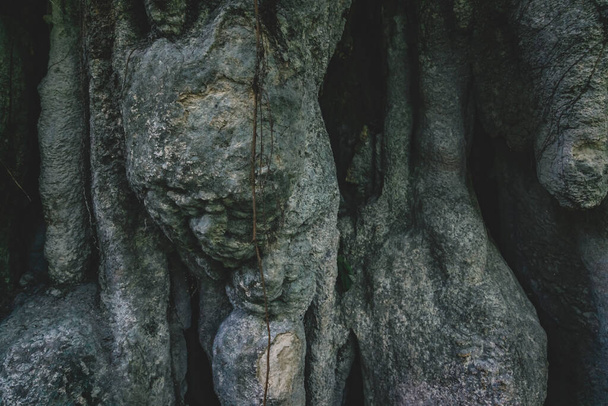 Dark closeup of tropical roots in earth in Palenque, Chiapas, Mexico - Foto, Bild