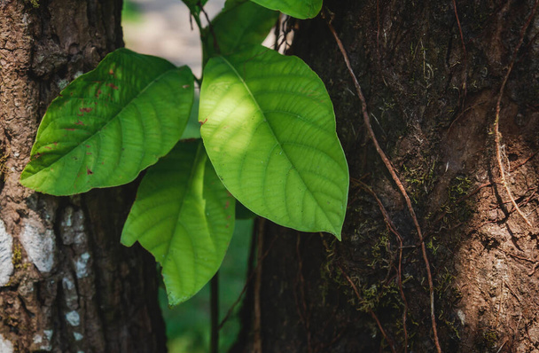 Gros plan du tronc d'arbre tropical aux feuilles vertes ensoleillées, Palenque, Chiapas, Mexique - Photo, image