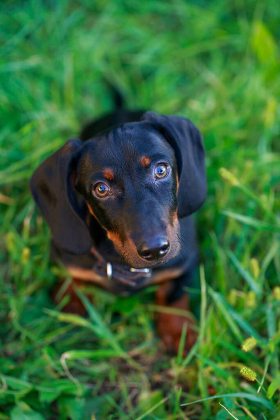 Black and brown dachshund sitting on green grass - Fotó, kép